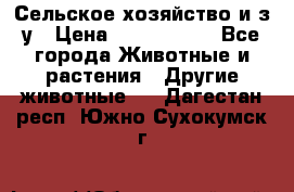 Сельское хозяйство и з/у › Цена ­ 2 500 000 - Все города Животные и растения » Другие животные   . Дагестан респ.,Южно-Сухокумск г.